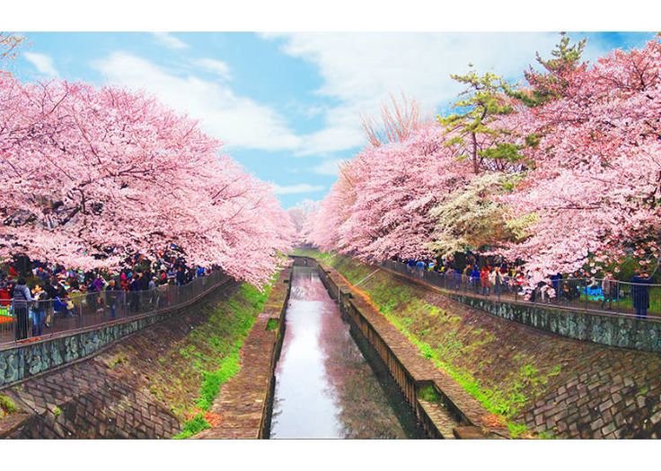 Photograph Cherry Blossoms in Japan Without the Crowds